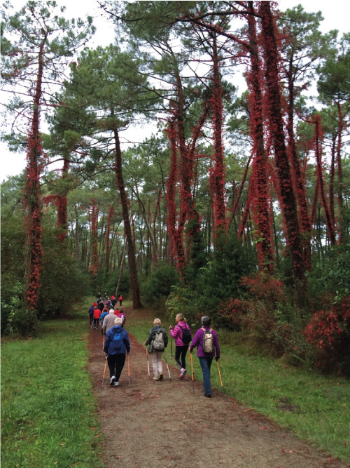 Parcours santé dans la foret de Chiberta à Anglet